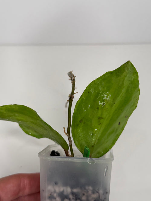 Hoya Crocodile