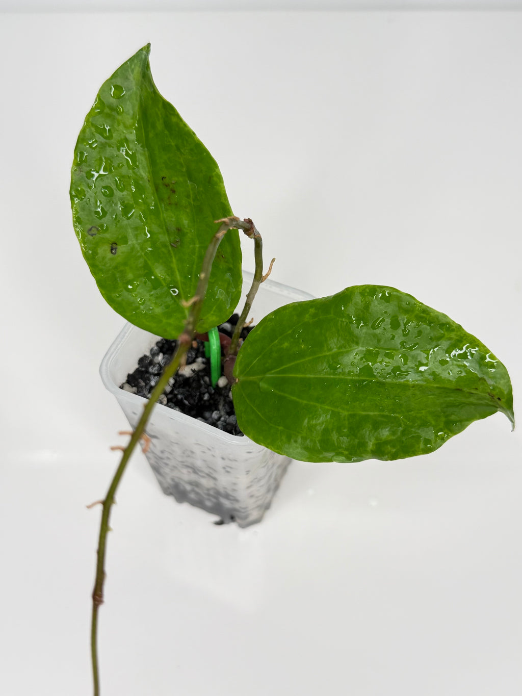 Hoya Crocodile