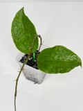 Hoya Crocodile