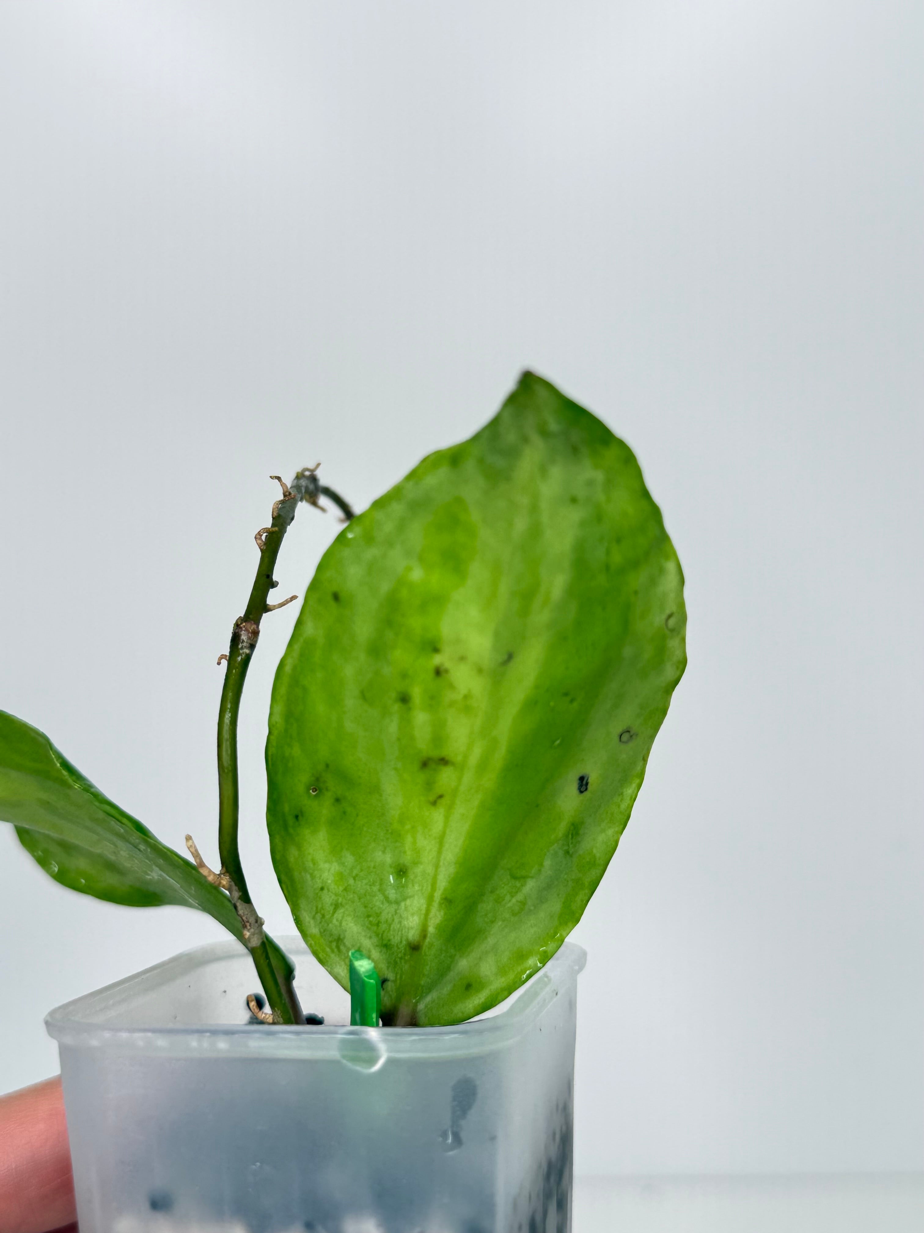 Hoya Crocodile