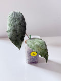 Hoya Caudata Snowdust_A