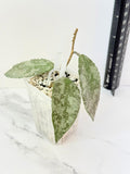 Hoya Caudata Snow Dust