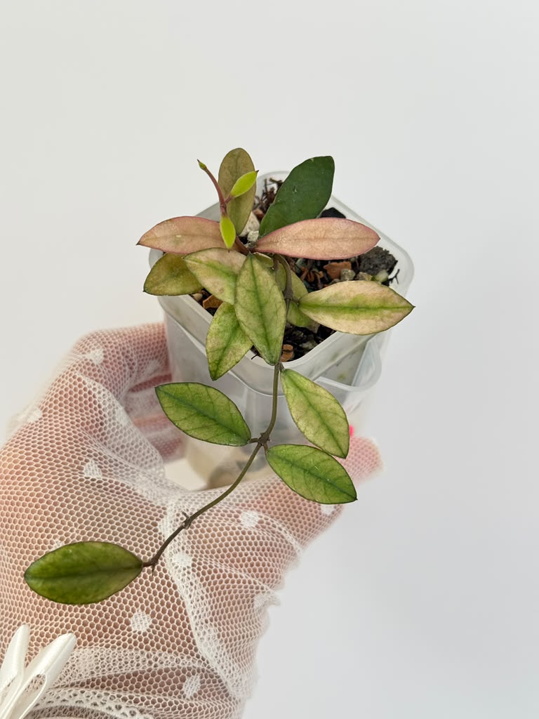Hoya Mini Coin Variegated