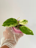 Hoya cv Candy with Pink Cache Pot
