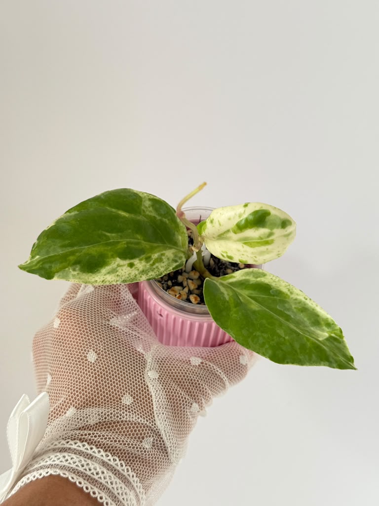 Hoya cv Candy with Pink Cache Pot